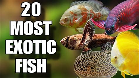 coolest fish in the world|The Coolest & Most Exotic Freshwater Aquarium Fish.